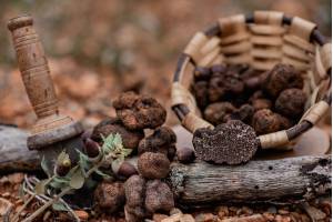 Trufa negra de Teruel vs otras trufas: qué cambia en aroma, temporada y relación calidad-precio